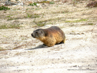 Randonnée Marmotte à Montalbert