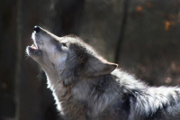 Rando  « Sur les traces des loups du Vercors »