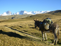 Randonnée avec un âne dans les Alpes- Oisans