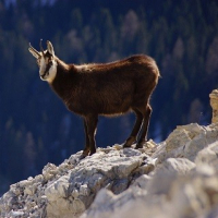 Partez à la découverte du fabuleux chamois !