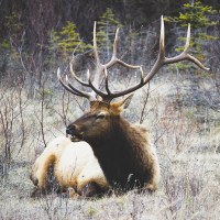 Découvrez le brame du cerf élaphe !