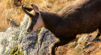 observation des chamois