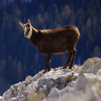 Partez à la découverte du champion de nos montagne