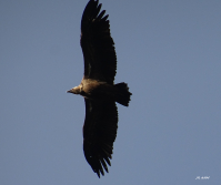 A la découverte des vautours des Grands Causses