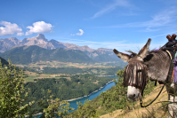 Randonnée avec âne dans les Alpes du Sud