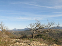 Randonnée et botanique dans l'Aude