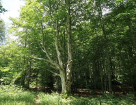 Faisons connaissance avec les Arbres