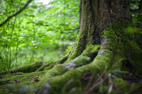 Bain de forêt dans le Pilat