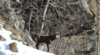 Les Chamois du Vénéon