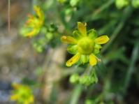 Randonee et botanique à l'étang d'Araing