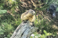 Lundi : Les marmottes du Parc de la Vanoise