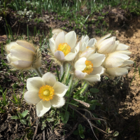 Dimanche : Découverte des fleurs comestibles