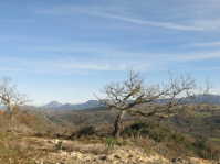 Randonnée et botanique dans l'Aude