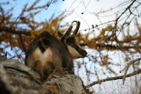 La grande faune sauvage du Mercantour