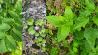 Sortie plantes sauvages comestibles