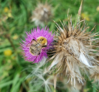 Randonnée découverte des plantes sauvages