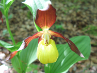 Les secrets des orchidées